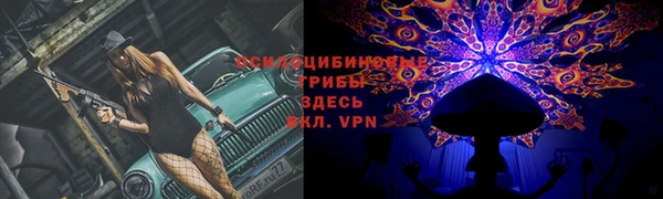прущие грибы Абаза